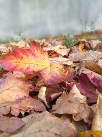 Close-up of fallen maple leaves