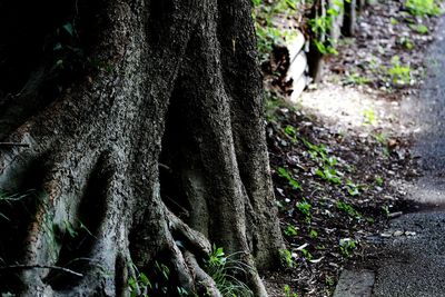 Close-up of roots on tree trunk