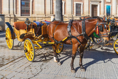 Horses on street