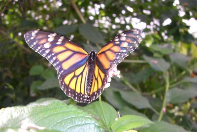 Butterfly on leaf