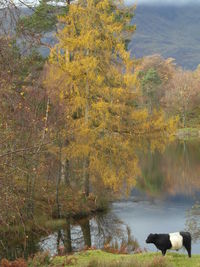 Reflection of trees in water