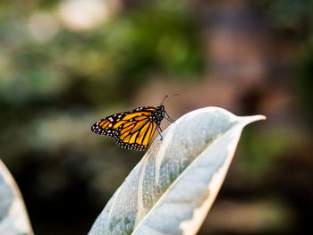 Close-up of butterfly pollinating flower