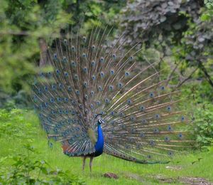 Close-up of peacock on field