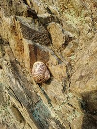 Close-up of snail on rock