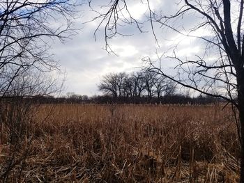 Bare trees on field against sky