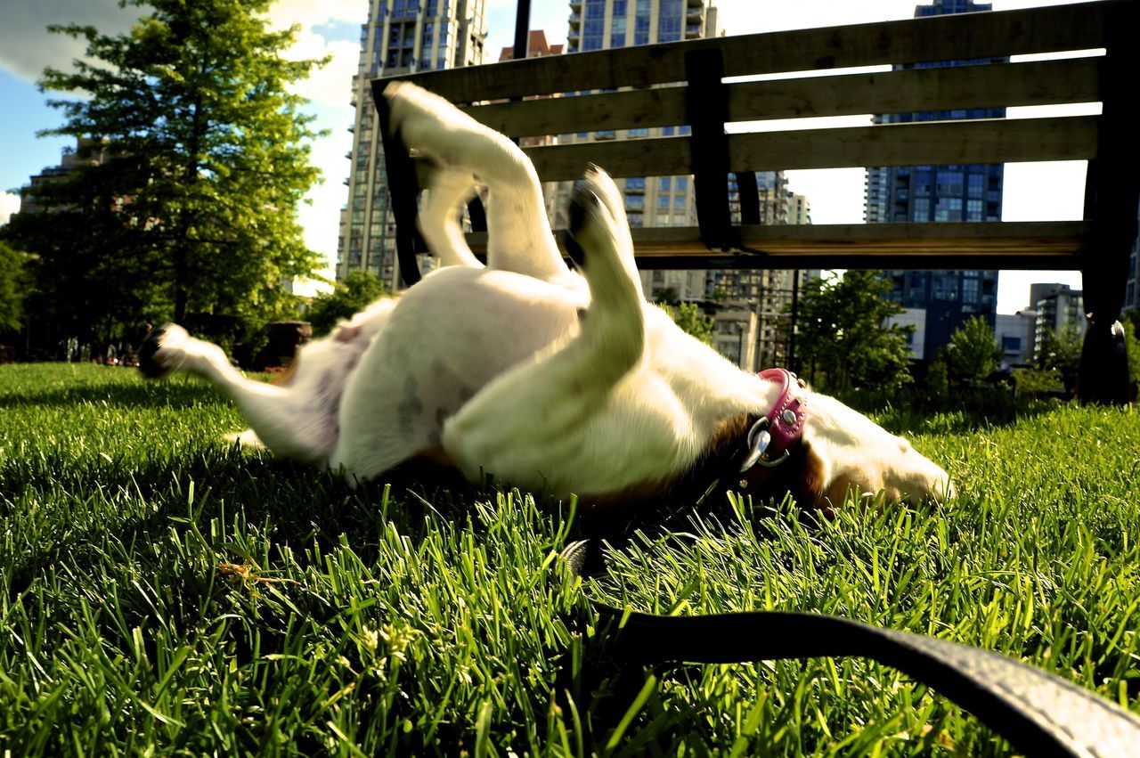 animal themes, grass, one animal, domestic animals, building exterior, built structure, architecture, green color, lawn, mammal, white color, bird, plant, sunlight, no people, outdoors, tree, zoology, two animals, livestock