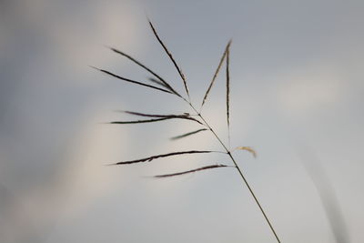 Close-up of stalks against sky