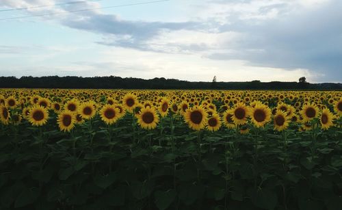 Sunflowers on field against sky