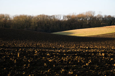 Scenic view of field against clear sky