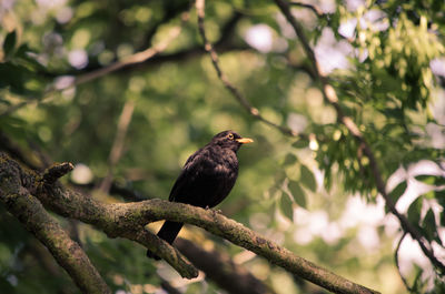 Low angle view of bird perching on branch