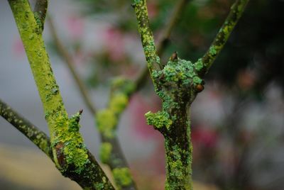 Close-up of moss growing on tree