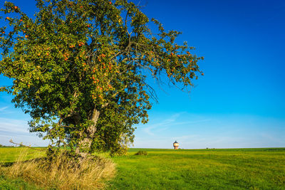 Tree on field against clear blue sky