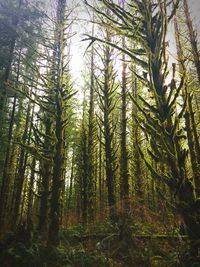 View of trees in forest