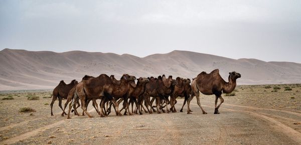 Horses in desert against sky