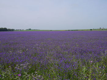 Scenic view of field against clear sky