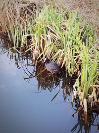 View of bird in lake