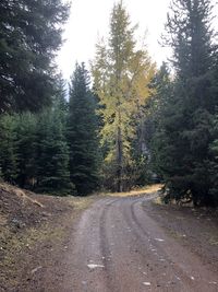 Road amidst trees in forest