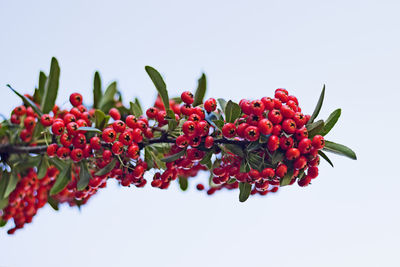 Close-up of red berries against white background