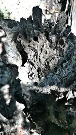 Close-up of tree trunk