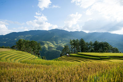 Scenic view of agricultural field against sky