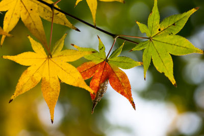 Close-up of maple leaves on branch