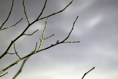 Low angle view of bird perching on tree against sky