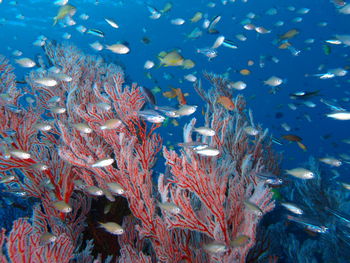 Fish swimming in sea