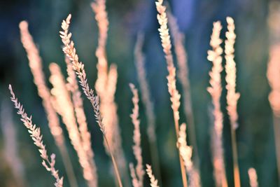 Close-up of dried plants