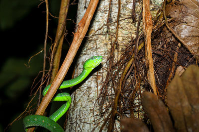 Close-up of lizard on tree trunk