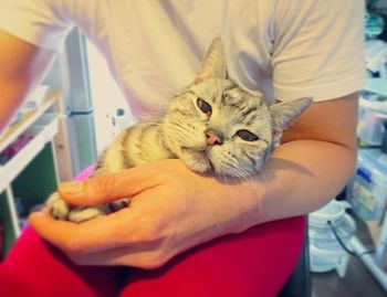 Cat looking at camera