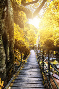 View of footbridge in forest