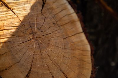 Close-up of tree stump in forest