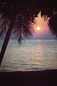 Silhouette palm tree by sea against sky during sunset