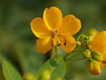 Close-up of yellow flowers blooming outdoors