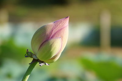 Close-up of lotus bud growing outdoors