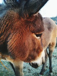 Close-up of horse standing outdoors