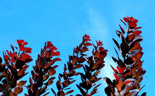 Low angle view of red flowering plant against blue sky