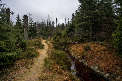 Scenic view of trees growing in forest against sky