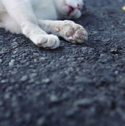 Cat resting on tiled floor