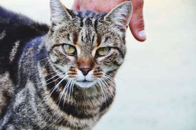 Close-up portrait of tabby cat