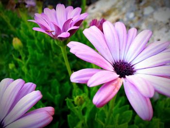 Close-up of pink flower