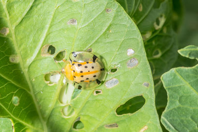 Close-up of ladybug on leaf