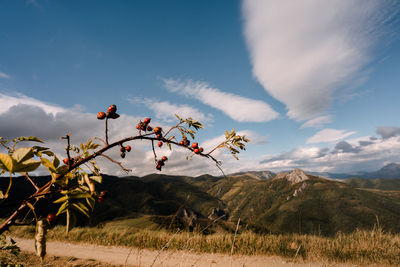 Scenic view ofrosehip on field against mountains and sky in autumn