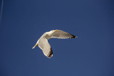 Low angle view of seagull flying in sky