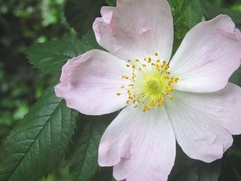 Close-up of pink flower