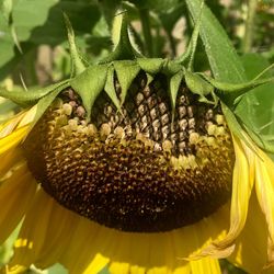 Close-up of sunflower on plant