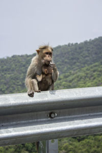 Monkey sitting on railing against sky