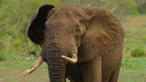 Close-up of elephant on field