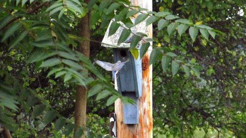 View of bird on tree in forest