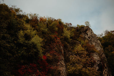 Low angle view of trees in forest against sky